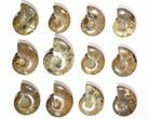 Lot: to Polished Ammonite Fossils - Pieces #116657-1